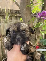 Kiki, a female Havanese for sale in Miami, FL – Photo 1 of 3