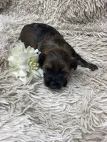 Kiki, a female Havanese for sale in Miami, FL – Photo 5 of 5