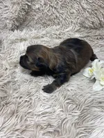 Kiki, a female Havanese for sale in Miami, FL – Photo 4 of 5