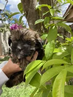 Kiki, a female Havanese for sale in Miami, FL – Photo 2 of 3