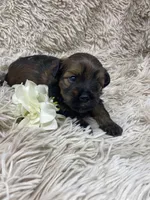 Kiki, a female Havanese for sale in Miami, FL – Photo 3 of 5