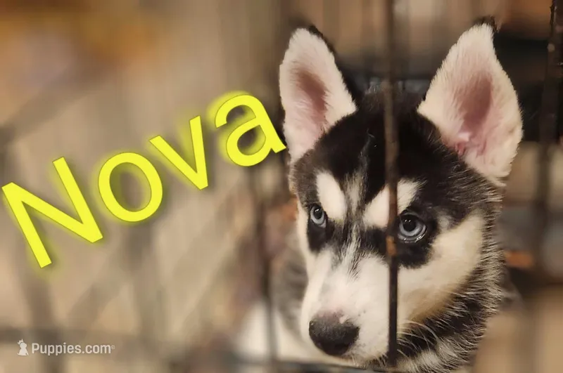 Nova – Alaskan Husky puppy for sale in Ontario, CA