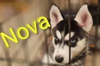 Nova, a female Alaskan Husky for sale in Ontario, CA – 1 of 1