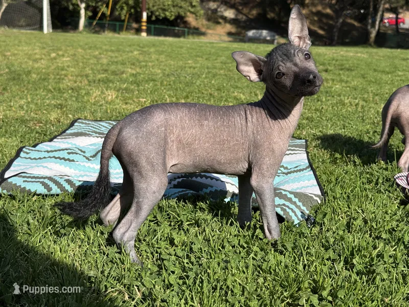 Maya – Xoloitzcuintli puppy for sale in San Diego, CA