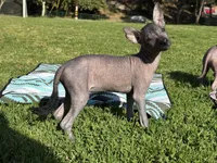 Maya, a female Xoloitzcuintli for sale in San Diego, CA – 1 of 3