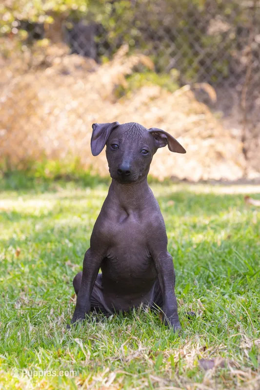 Eevee – Xoloitzcuintli puppy for sale in San Diego, CA