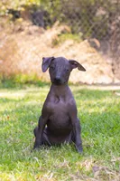 Eevee, a female Xoloitzcuintli for sale in San Diego, CA – 1 of 1