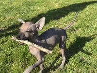 Lucas, a male Xoloitzcuintli for sale in San Diego, CA – 3 of 3