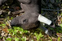 processed/bef5fd14-68c0-4b0a-bd87-492e32907841/listing/37875937-c286-4b4b-b359-9ba432d66dcd/63b4830a-790a-41ee-bba5-618c76f350a2