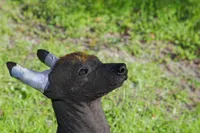 processed/bef5fd14-68c0-4b0a-bd87-492e32907841/listing/37875937-c286-4b4b-b359-9ba432d66dcd/b1624e87-6606-44c7-b87b-4548a552d7ec