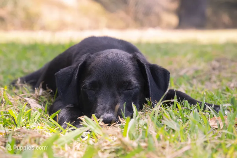Itzcuintli – Xoloitzcuintli puppy for sale in San Diego, CA