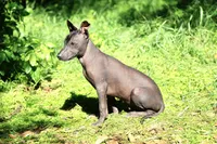Yaki , a male Xoloitzcuintli for sale in San Diego, CA – Photo 5 of 5