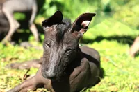 Yaki , a male Xoloitzcuintli for sale in San Diego, CA – Photo 3 of 5