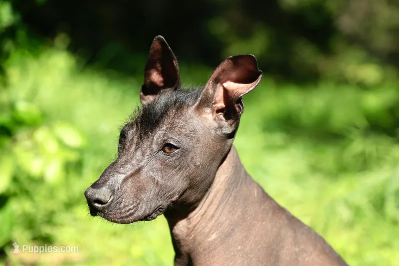 Yaki (Reserve fee) – Xoloitzcuintli puppy for sale in San Diego, CA