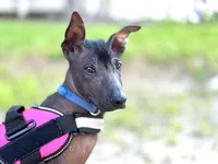 Yaki (Reserve fee), a male Xoloitzcuintli for sale in San Diego, CA – Photo 1 of 2