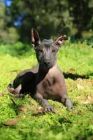 Yaki , a male Xoloitzcuintli for sale in San Diego, CA – Photo 2 of 5