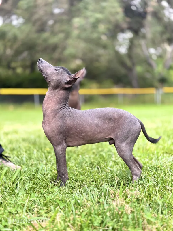Yaki  – Xoloitzcuintli puppy for sale in San Diego, CA