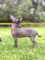 Yaki , a male Xoloitzcuintli for sale in San Diego, CA – Photo 1 of 6