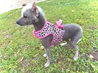 Matilda (Reserve fee), a female Xoloitzcuintli for sale in San Diego, CA – Photo 1 of 4