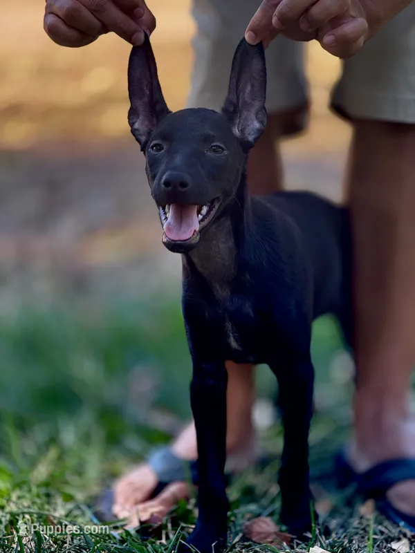 Itzcuintli – Xoloitzcuintli puppy for sale in San Diego, CA