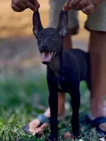 Itzcuintli, a male Xoloitzcuintli for sale in San Diego, CA – 1 of 5