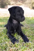 Itzcuintli, a male Xoloitzcuintli for sale in San Diego, CA – 3 of 4