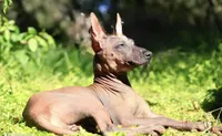 Copper, a male Xoloitzcuintli for sale in San Diego, CA – 2 of 2