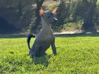 Maya, a female Xoloitzcuintli for sale in San Diego, CA – 2 of 3