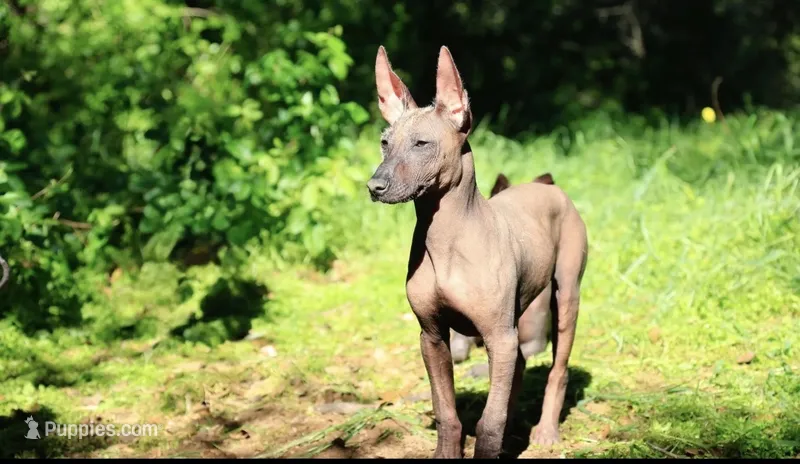 Copper – Xoloitzcuintli puppy for sale in San Diego, CA