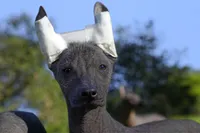 processed/bef5fd14-68c0-4b0a-bd87-492e32907841/listing/60d7d134-111c-4dd5-aa01-e56db56422f9/cf16a9f9-146a-4125-8967-5e11c3350509