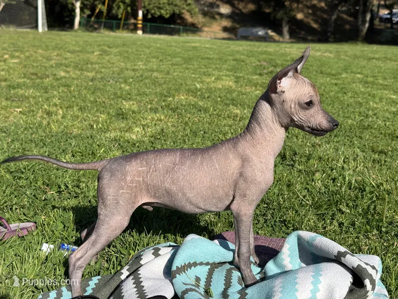 Lucas – Xoloitzcuintli puppy for sale in San Diego, CA