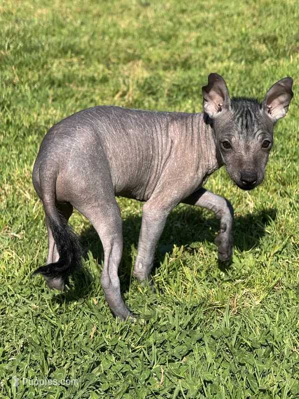 Maya – Xoloitzcuintli puppy for sale in San Diego, CA