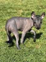 Maya, a female Xoloitzcuintli for sale in San Diego, CA – 1 of 4