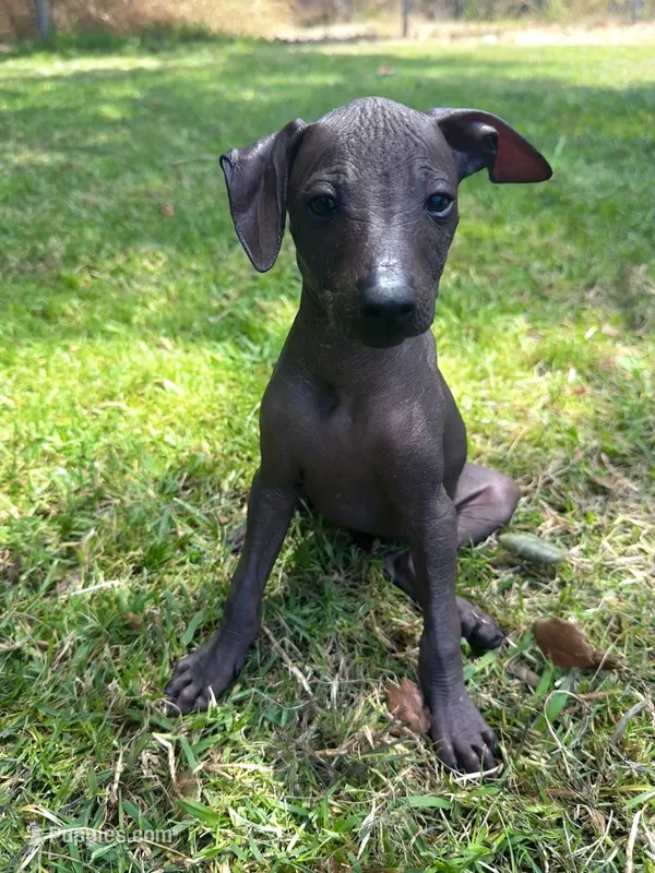 Eevee – Xoloitzcuintli puppy for sale in San Diego, CA