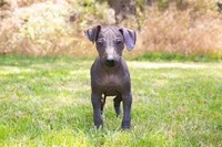Toti, a male Xoloitzcuintli for sale in San Diego, CA – 2 of 2