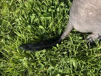 Maya, a female Xoloitzcuintli for sale in San Diego, CA – 3 of 3