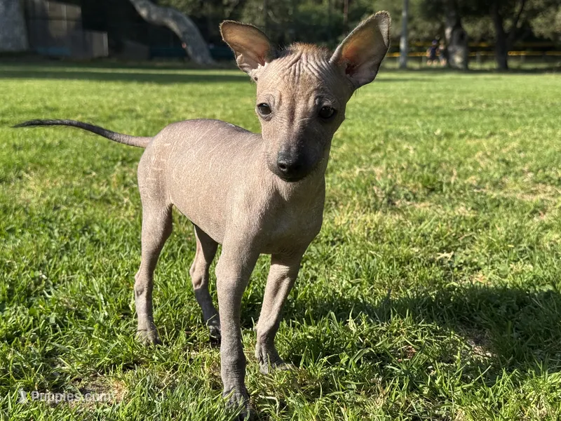 Lucas – Xoloitzcuintli puppy for sale in San Diego, CA