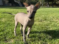 Lucas, a male Xoloitzcuintli for sale in San Diego, CA – 1 of 3
