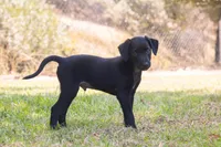 Itzcuintli, a male Xoloitzcuintli for sale in San Diego, CA – 2 of 4