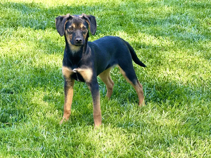 Flower (Reserve fee) – Xoloitzcuintli puppy for sale in San Diego, CA