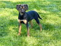Flower, a female Xoloitzcuintli for sale in San Diego, CA – Photo 2 of 6