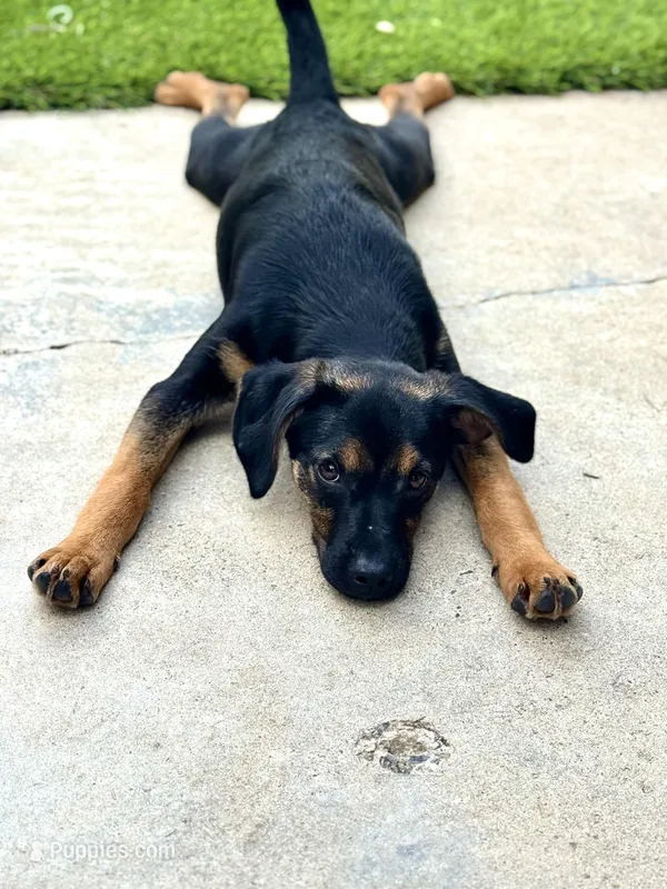 Flower (Reserve fee)