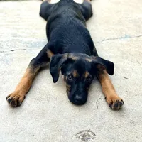Flower, a female Xoloitzcuintli for sale in San Diego, CA – Photo 5 of 6