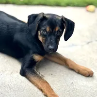 Flower, a female Xoloitzcuintli for sale in San Diego, CA – Photo 6 of 6