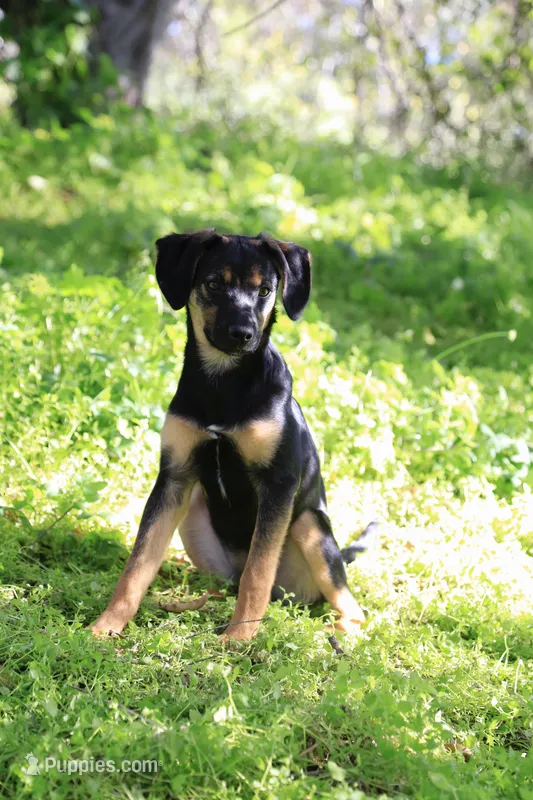 Flower – Xoloitzcuintli puppy for sale in San Diego, CA
