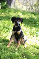 Flower, a female Xoloitzcuintli for sale in San Diego, CA – Photo 1 of 6
