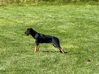 Flower, a female Xoloitzcuintli for sale in San Diego, CA – Photo 3 of 6