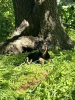 Flower, a female Xoloitzcuintli for sale in San Diego, CA – Photo 4 of 6