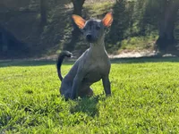 Maya, a female Xoloitzcuintli for sale in San Diego, CA – 4 of 4