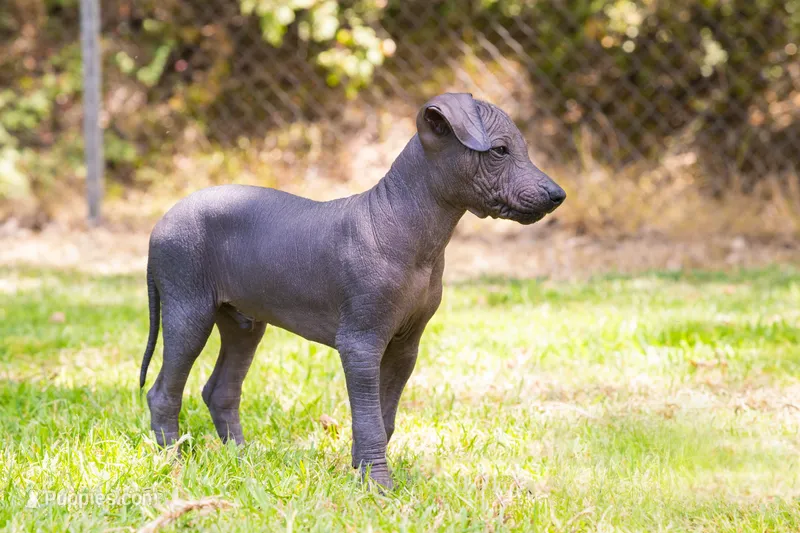 Toti – Xoloitzcuintli puppy for sale in San Diego, CA